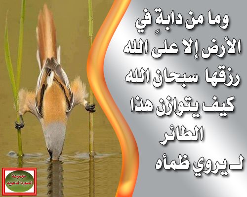 خواطر وصور دينيه - حكم ومواعظ اسلامية مفيدة 6019 10