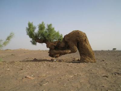 شجرة ساجدة سبحان الله - الشجر بيسجد لربنا شوفوا العجائب 6159 2